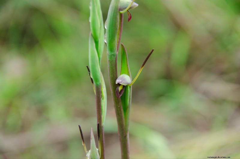 Homestead Stories: Orchids That Look Like Birds