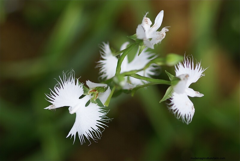 Homestead Stories: Orchids That Look Like Birds