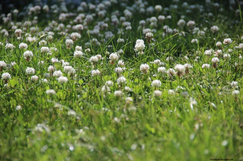 10 Ground Cover Plants to Replace Your Grass Lawn