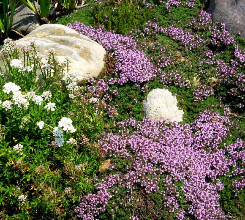 10 Ground Cover Plants to Replace Your Grass Lawn