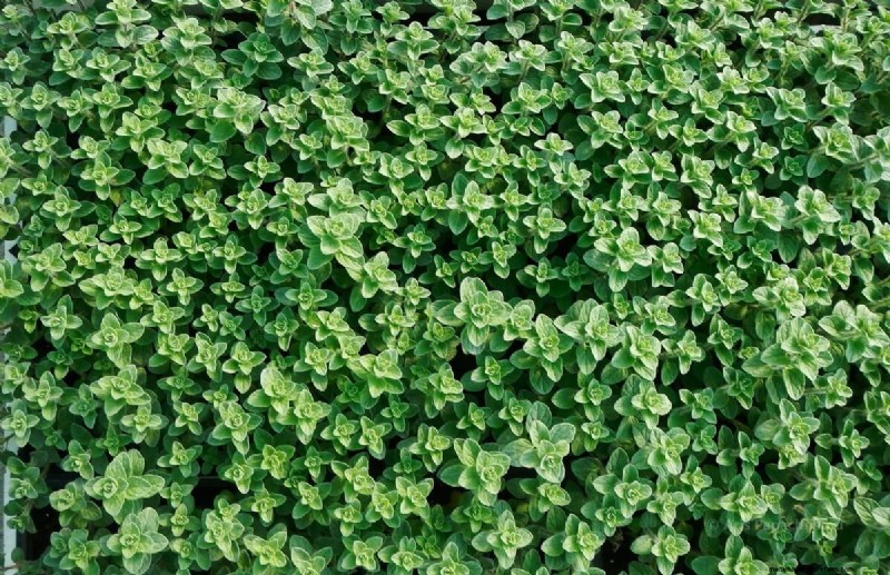 10 Ground Cover Plants to Replace Your Grass Lawn