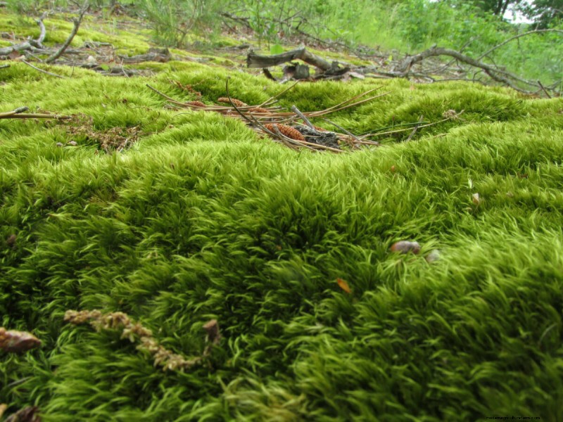 10 Ground Cover Plants to Replace Your Grass Lawn