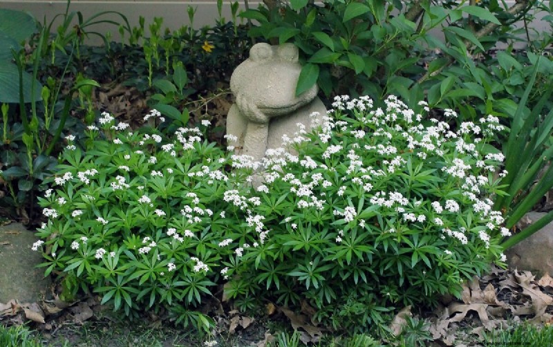 10 Ground Cover Plants to Replace Your Grass Lawn