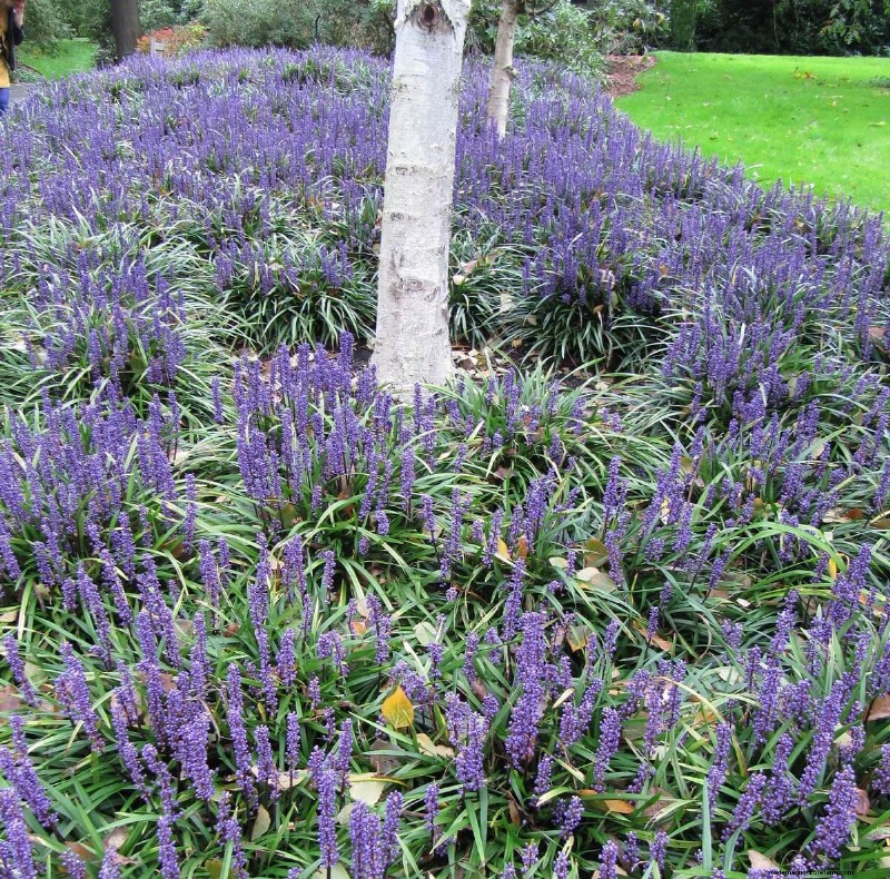 10 Ground Cover Plants to Replace Your Grass Lawn