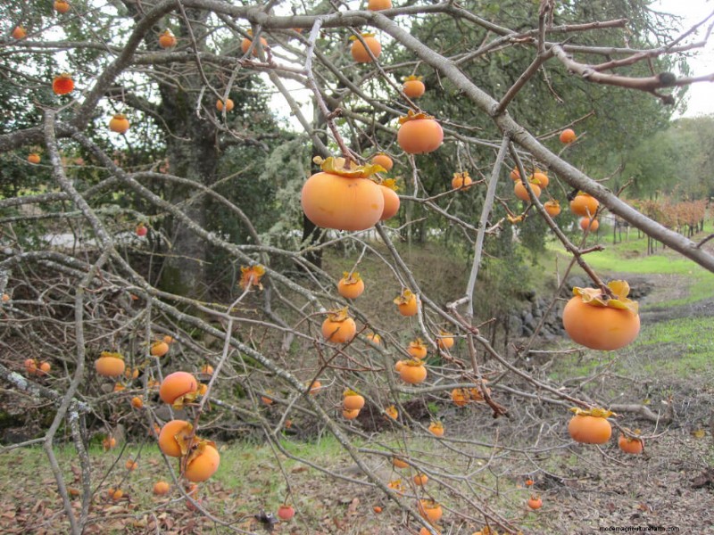 Winter Fruits: 8 Delicious Garden Additions For The Cold Months