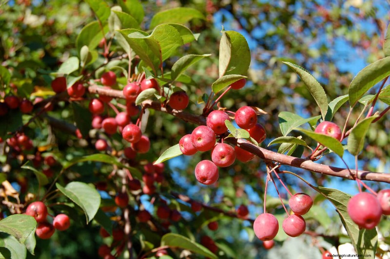 Winter Fruits: 8 Delicious Garden Additions For The Cold Months