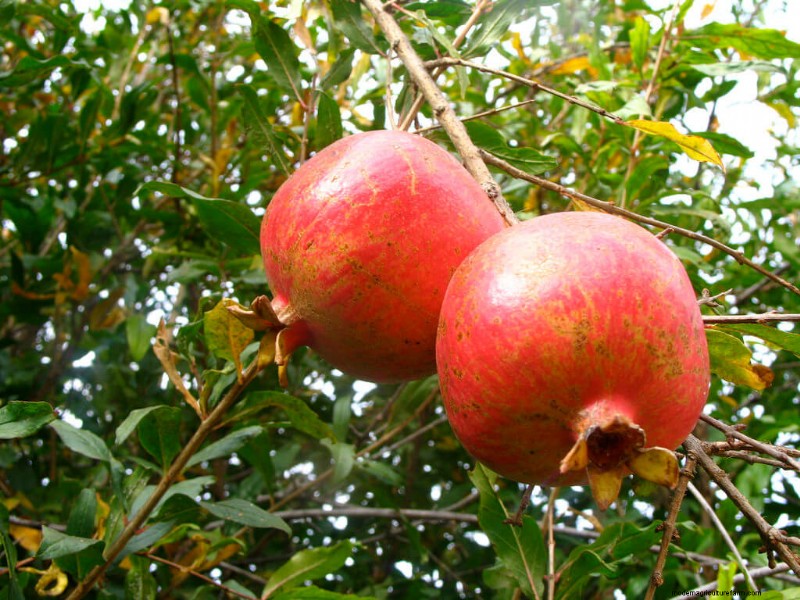 Winter Fruits: 8 Delicious Garden Additions For The Cold Months