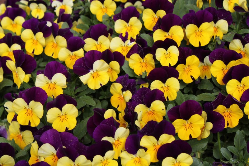 10 Gorgeous Winter Flowers To Add Color To Gray Winter Days