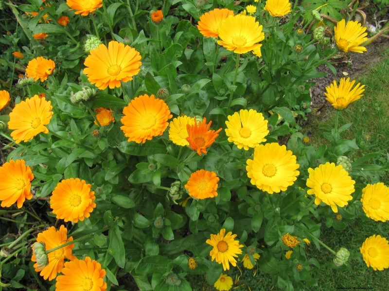 10 Gorgeous Winter Flowers To Add Color To Gray Winter Days