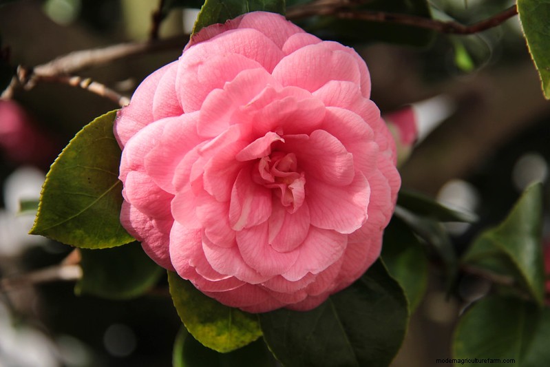 Homestead Stories: The Rare Middlemist Red