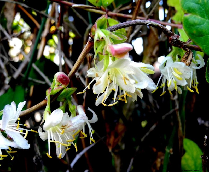 10 Gorgeous Winter Flowers To Add Color To Gray Winter Days