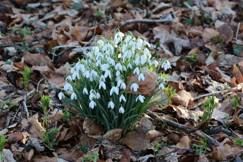 10 Gorgeous Winter Flowers To Add Color To Gray Winter Days
