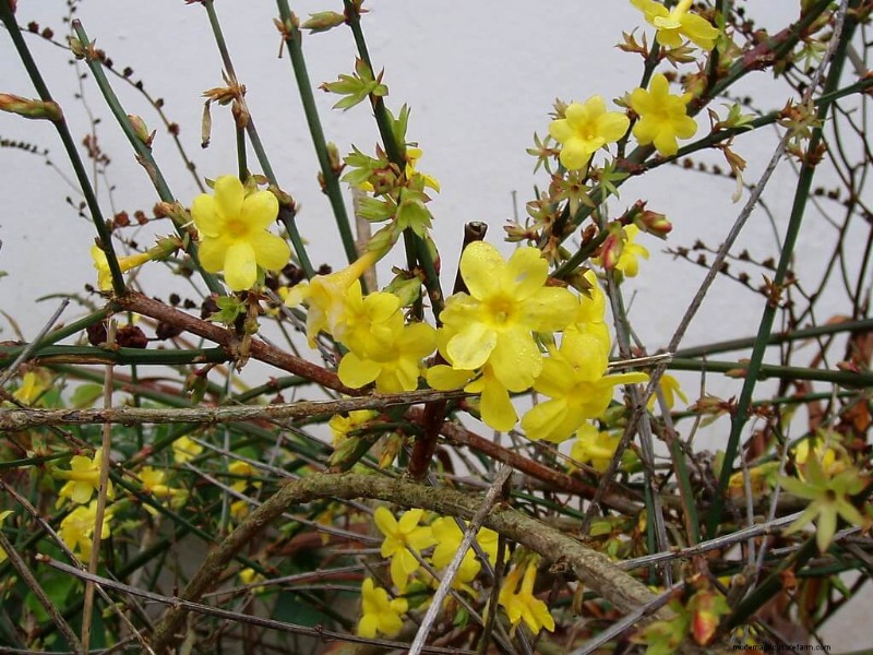 10 Gorgeous Winter Flowers To Add Color To Gray Winter Days