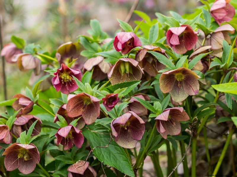 10 Gorgeous Winter Flowers To Add Color To Gray Winter Days