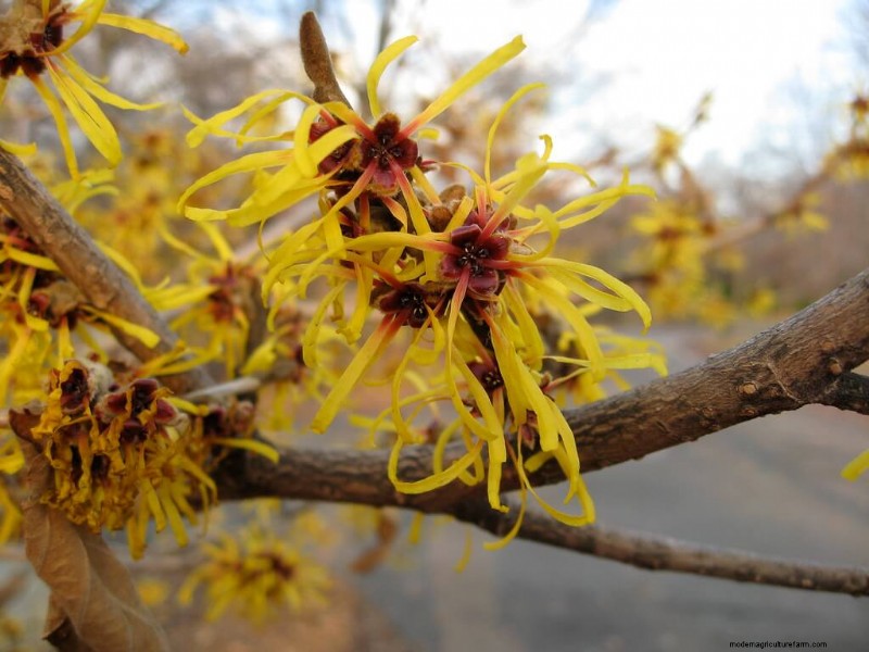 10 Gorgeous Winter Flowers To Add Color To Gray Winter Days