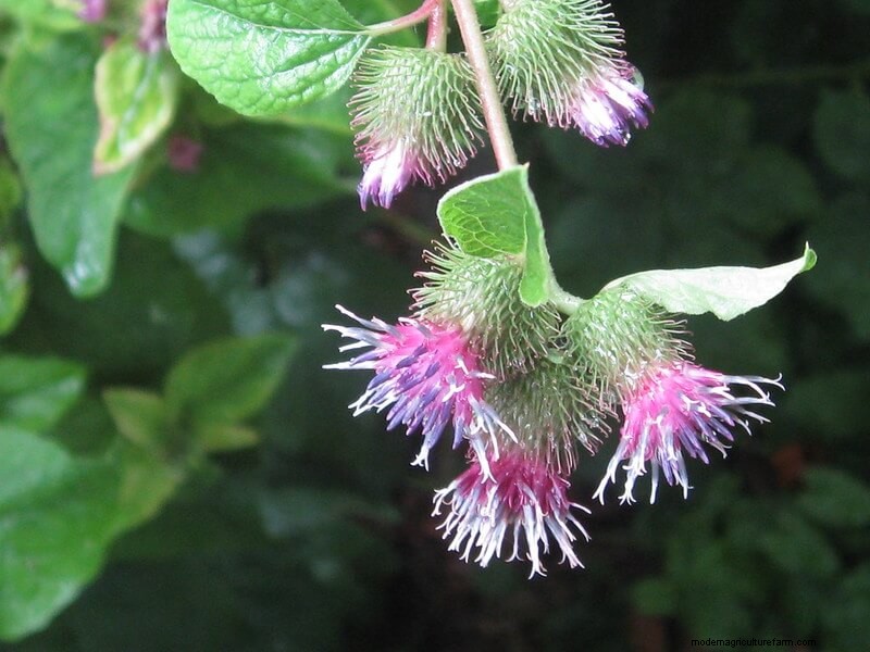 Homestead Stories: Common Burdock