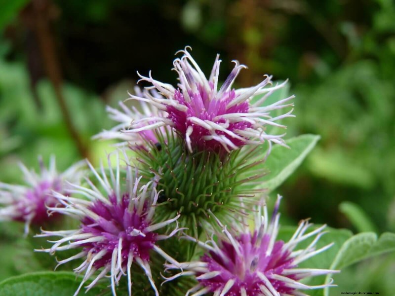 Homestead Stories: Common Burdock