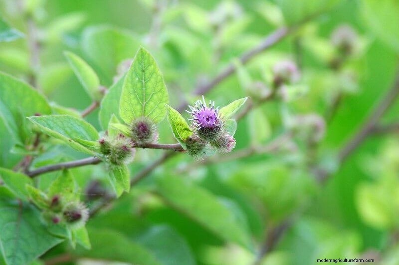 Homestead Stories: Common Burdock