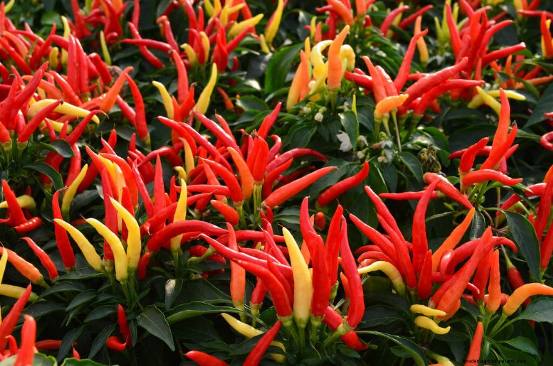 Companion Planting For Peppers