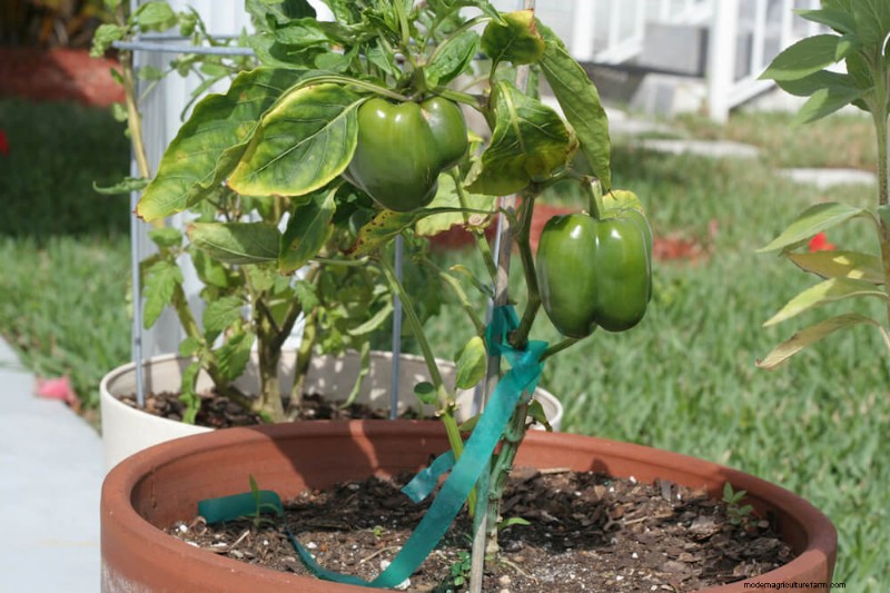 Companion Planting For Peppers