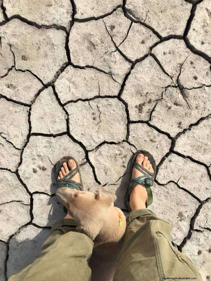 How to Amend Arid & Nutrient-Depleted Soil