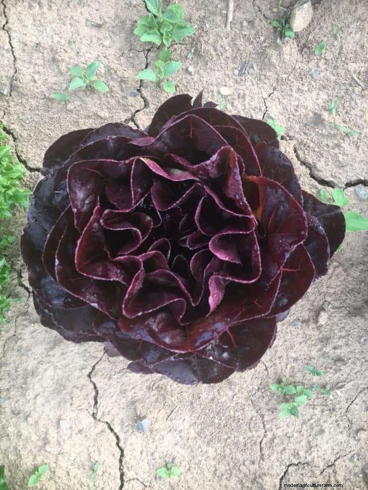 How to Amend Arid & Nutrient-Depleted Soil