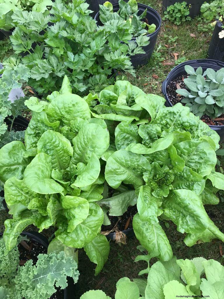 How to Amend Arid & Nutrient-Depleted Soil