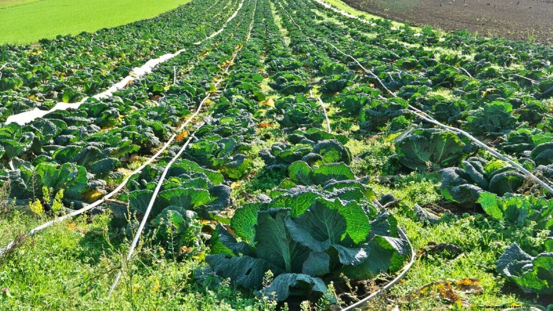 Companion Planting For Cabbage