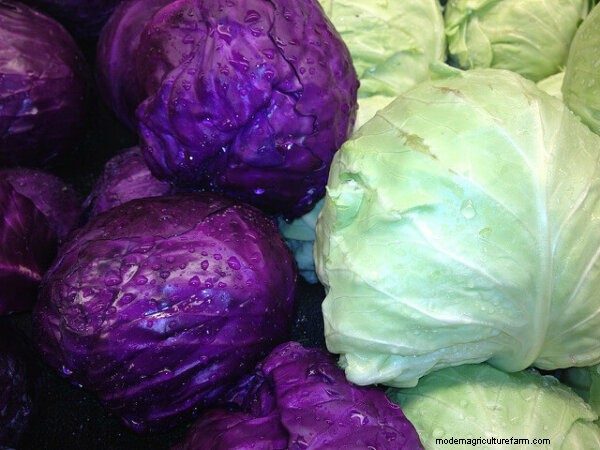 Companion Planting For Cabbage
