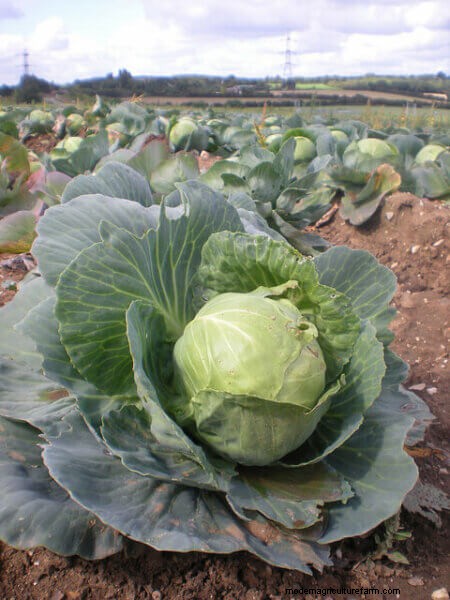 Companion Planting For Cabbage