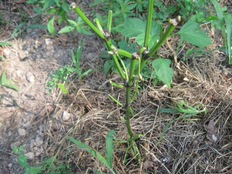 How To Make the Most of Garden Failure