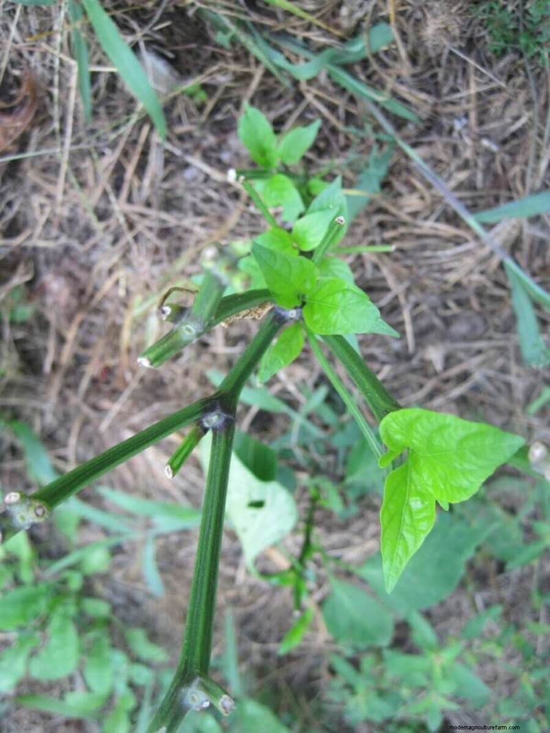 How To Make the Most of Garden Failure