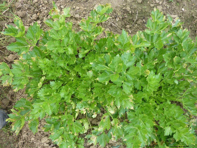 Companion Planting For Celery