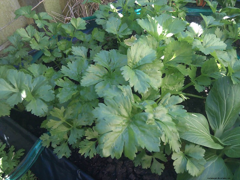 Companion Planting For Celery
