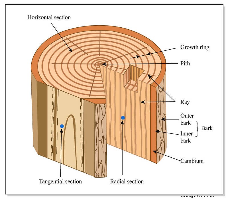 What Is Fruit Tree Grafting?