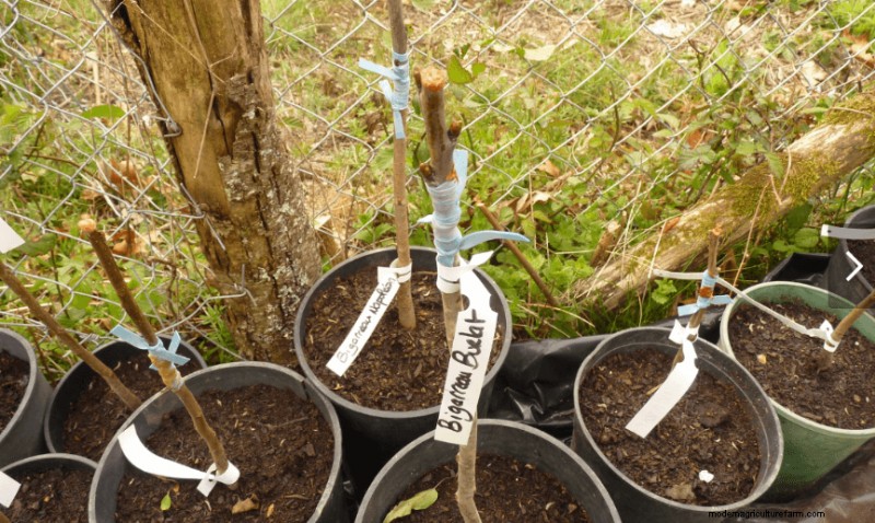 What Is Fruit Tree Grafting?