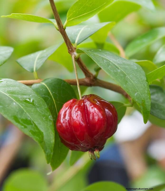 What Is Fruit Tree Grafting?