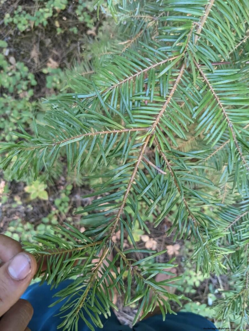 What Is Fruit Tree Grafting?