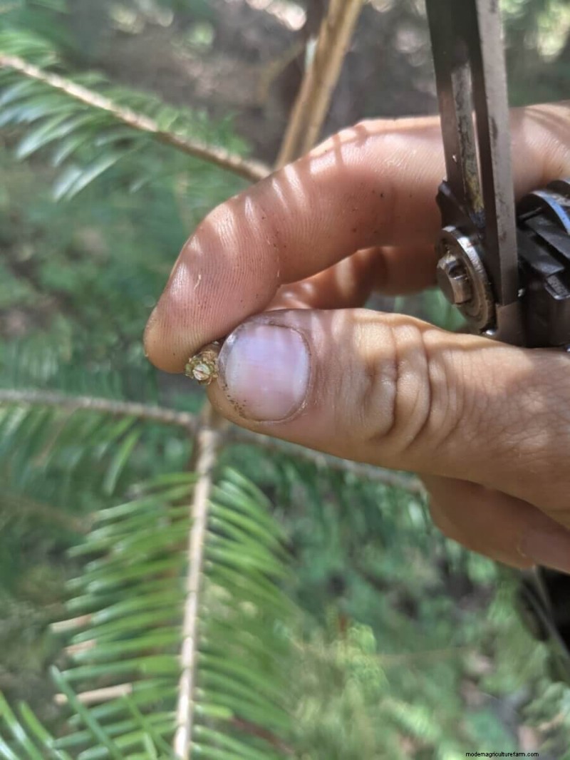 What Is Fruit Tree Grafting?