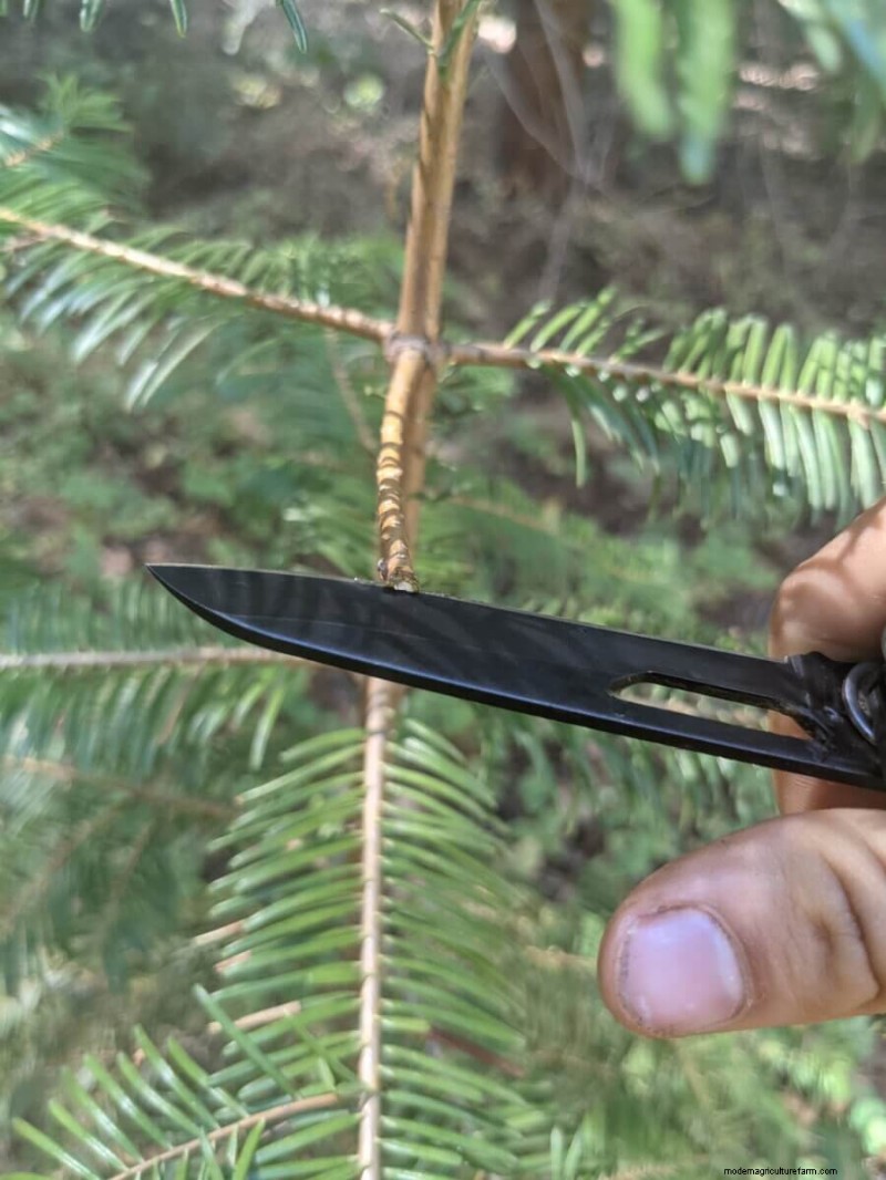 What Is Fruit Tree Grafting?