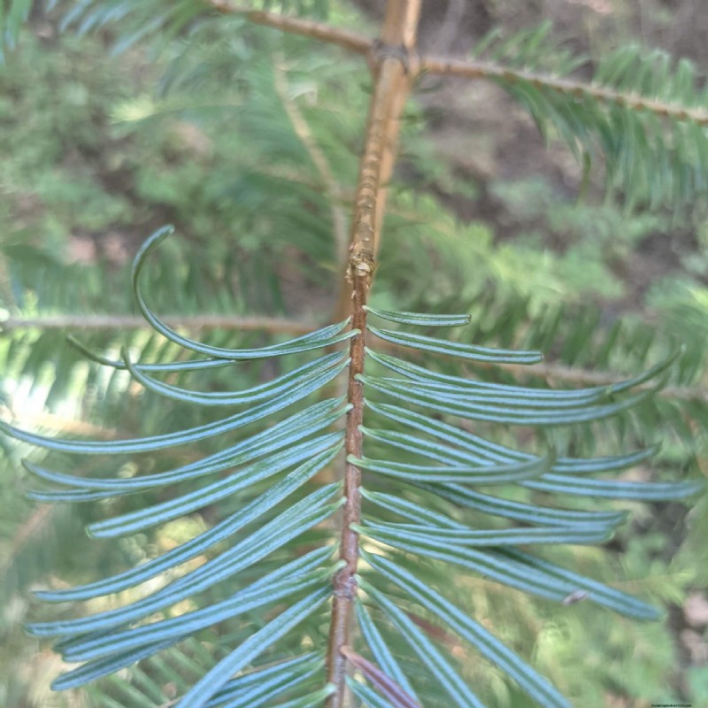 What Is Fruit Tree Grafting?