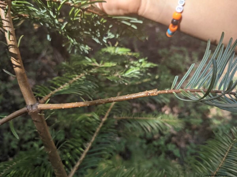 What Is Fruit Tree Grafting?