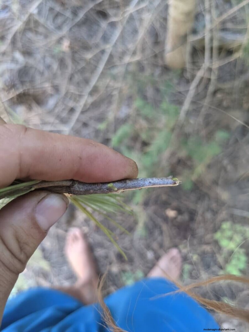 What Is Fruit Tree Grafting?