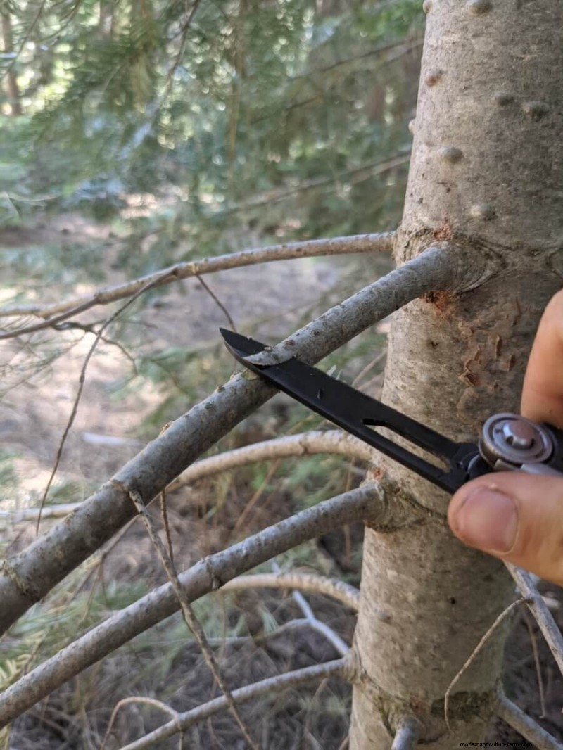 What Is Fruit Tree Grafting?