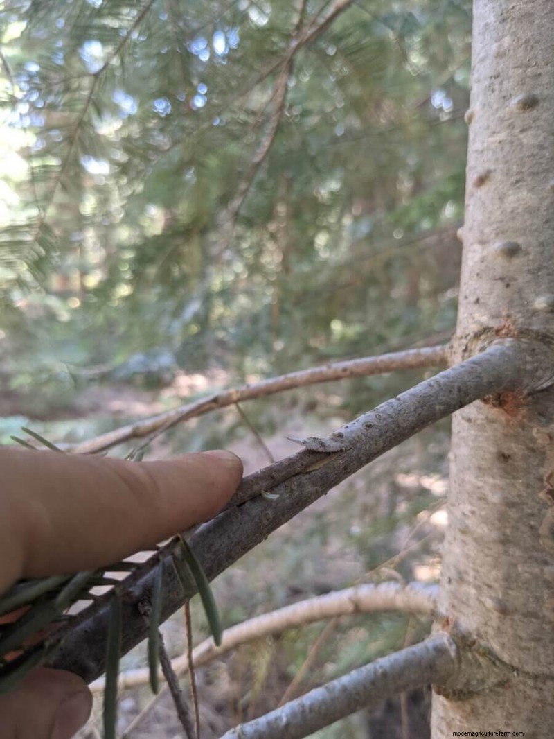 What Is Fruit Tree Grafting?