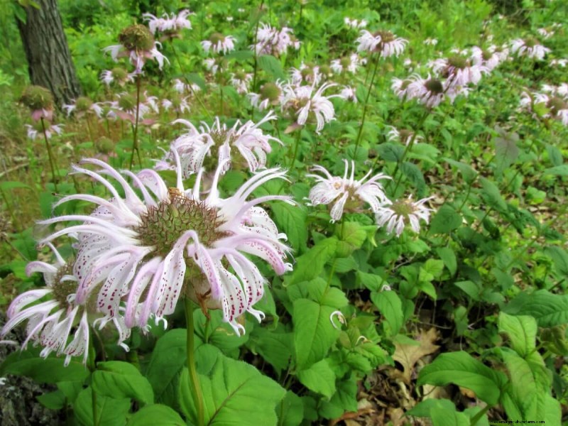 Ground Rules for Foraging Safely