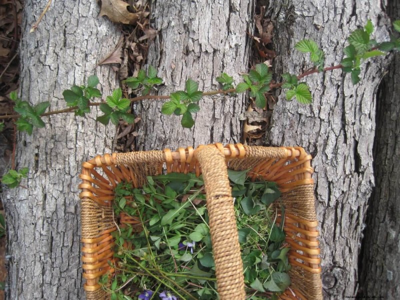 Ground Rules for Foraging Safely