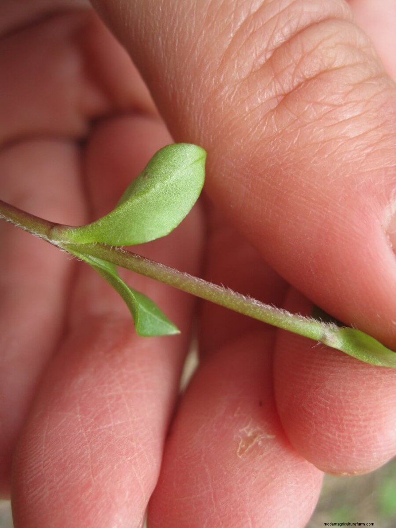 Ground Rules for Foraging Safely