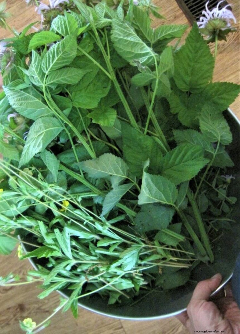 Ground Rules for Foraging Safely