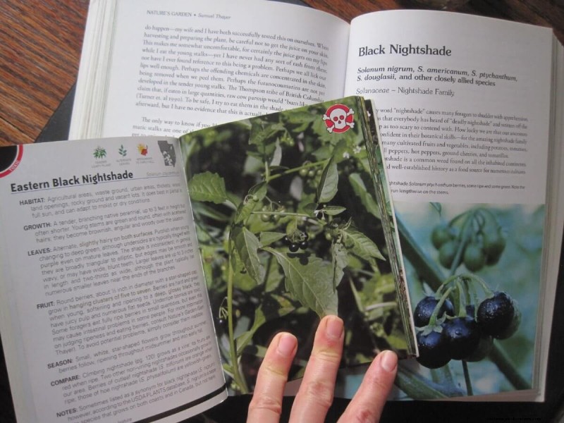 Ground Rules for Foraging Safely